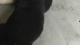 娱乐吃瓜酱小奶狗