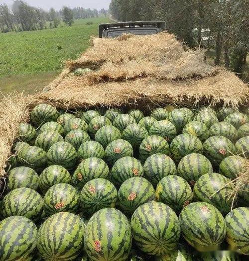 今日份吃瓜准备中,新鲜热辣吃瓜指南